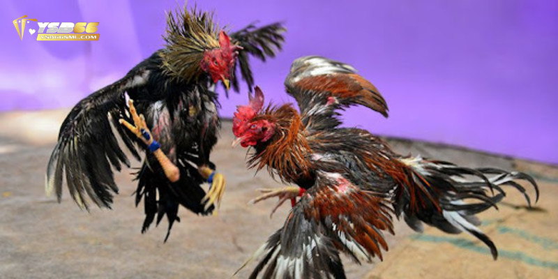 Các tiêu chí sau để xác định thắng thua