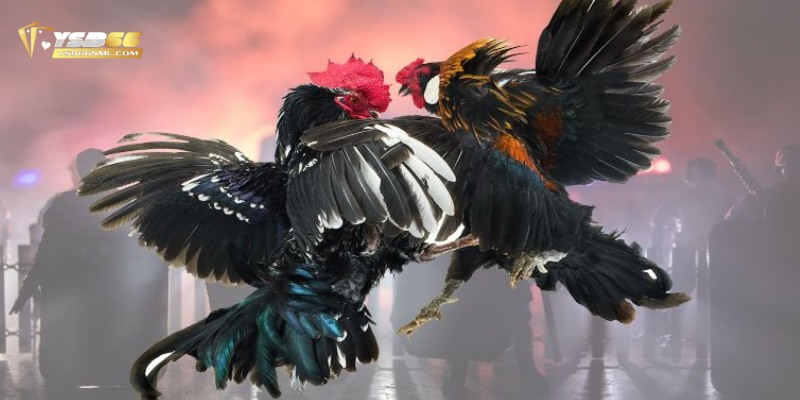 Thông tin về trò chơi giải trí đá gà ấn tượng với người chơi