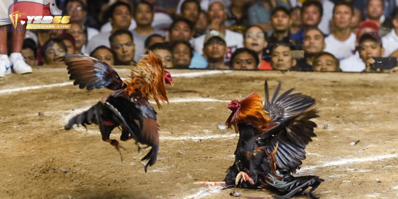 Hình thức đá gà YSB66 được giữ gìn và phát triển lớn mạnh theo thời gian