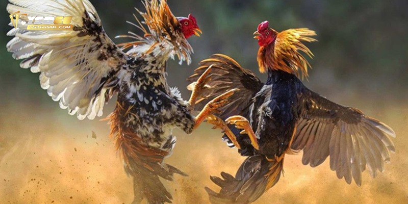 Chọi gà chính là một sản phẩm đặc trưng trong văn hóa Việt