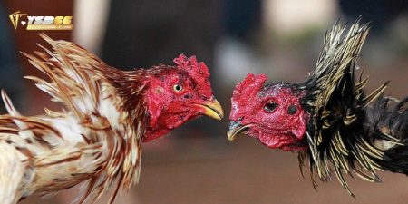 kinh nghiệm chơi đá gà